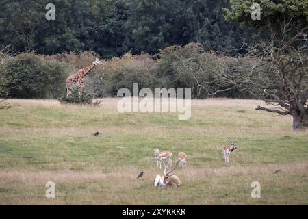 Eine Giraffe isst einen Zweig mit der roten Lechwe-Antilope im Vordergrund Stockfoto