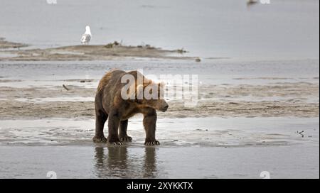 Grizzlybär am Ufer des Douglas River im Katmai National Park in Alaska Stockfoto