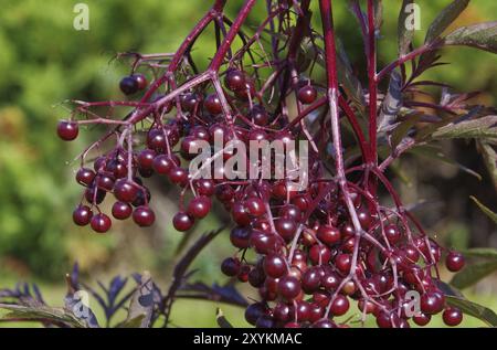 Holunder, älter 38 Stockfoto