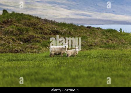 Schaf und Lamm auf einer grünen Wiese auf Island Stockfoto