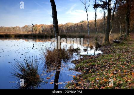 Sumpf im Herbst im Wald Stockfoto