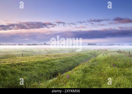 Sommer nebeliger Morgensonnenaufgang über Wiesen, Drenthe Stockfoto