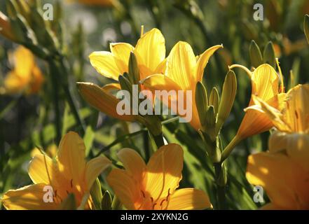 Schöne gelbe Blüten (Hemerocallis Lilioasphodelus) Stockfoto