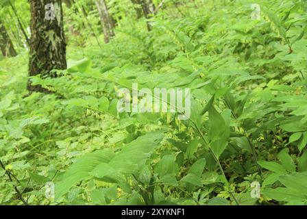 Eckige Solomons Siegel Stockfoto