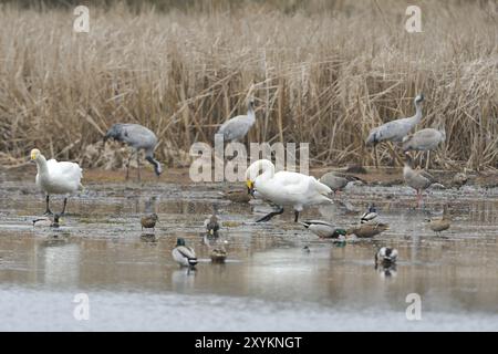 Kraniche und Whooper-Schwäne (Cygnus cygnus) in der Oberlausitz, Deutschland, Rastvogel, Schwan, Whooper-Schwan und Graukran, Zugvogel, Europa Stockfoto