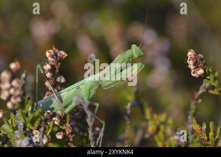 Europäische Mantis, die auf Beute wartet. Betende Mantis in der Oberlausitz, die auf Beute wartet Stockfoto