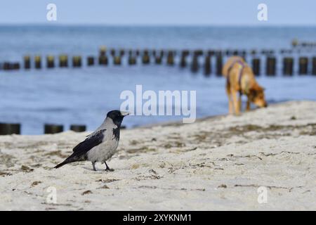 Aaskrähe auf der Suche nach Nahrung Stockfoto