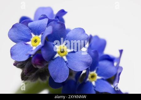 Vergisst mich nicht, Nahaufnahme, abgeschnitten Stockfoto