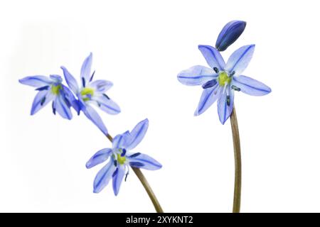 Blauer Stern (Scilla siberica) auf weißem Hintergrund Stockfoto