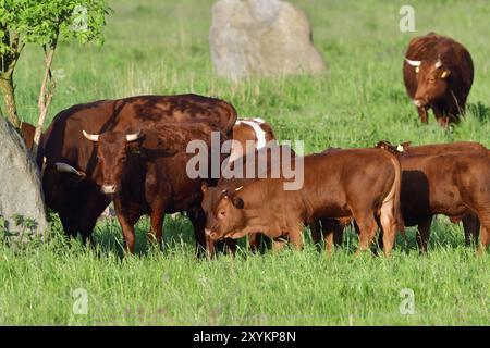 Eine Herde von Kühen auf der Weide. Rote Bergrinder in der Landschaft, Rote Bergrinder Stockfoto