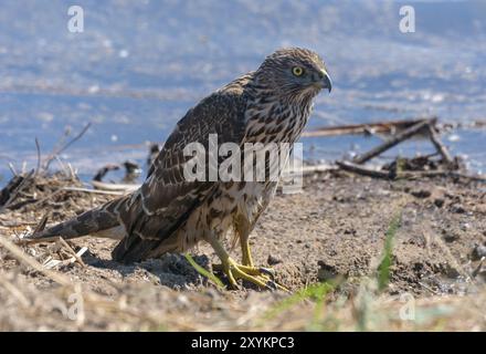 Der junge nördliche Goschawk (accipiter gentilis) liegt an einem Sandstrand in der Nähe eines Sees Stockfoto