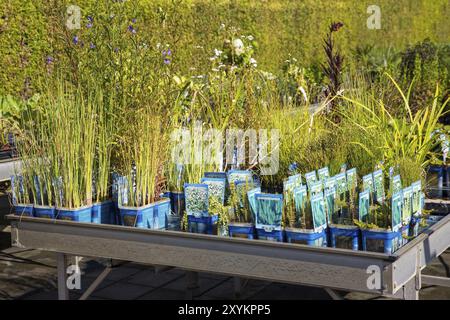 Wasser Pflanzen in Töpfen zum Verkauf in niederländischen Garten Center Stockfoto