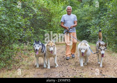 Mann mit vier husky Hunde in der Natur Stockfoto