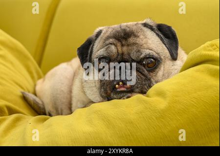 Lustiger Mops, der auf dem Sofa schläft Stockfoto