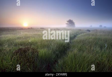 Pfad durch Gras bei nebeligem Sonnenaufgang, Fochteloerveen, Niederlande Stockfoto