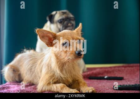 Porträt eines roten Hundes und eines Mops, der auf dem Sofa liegt Stockfoto