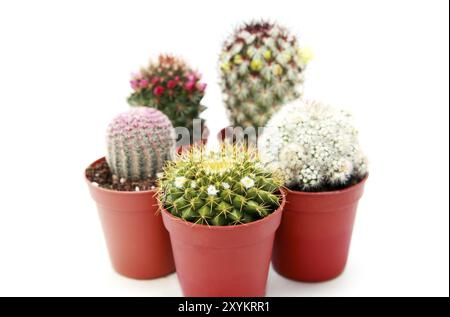Einige verschiedene schöne Kakteen auf weißem Hintergrund Stockfoto