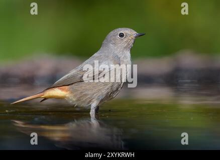 Junge weibliche Schwarze Rotstarte (phoenicurus ochruros) Nahaufnahme eines Vogels, der unter heißen Bedingungen im Wasser steht Stockfoto