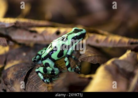 Grüner und schwarzer Giftpfeilfrosch (Dendrobates auratus) auf einem Blatt, Provinz Heredia, Costa Rica, Mittelamerika Stockfoto