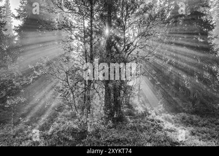 Sonnenstrahlen, die durch Bäume fallen, Dundret Nature Reserve, Gaellivare, Norrbotten, Lappland, Schweden, August 2012, Europa Stockfoto