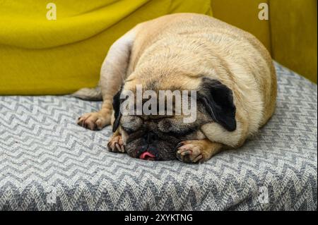 Porträt eines alten Mops auf dem Sofa Stockfoto