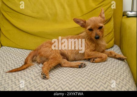 Kleiner roter Hund auf dem Sofa im Wohnzimmer Stockfoto