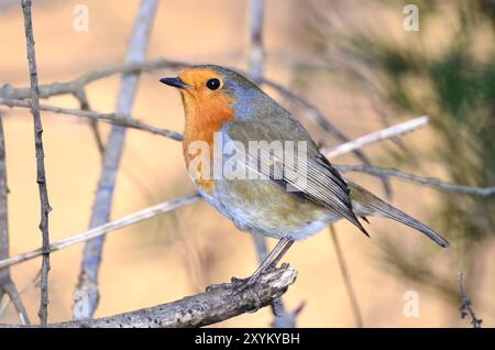Erwachsene Rotkehlchen thront im Winter Stockfoto