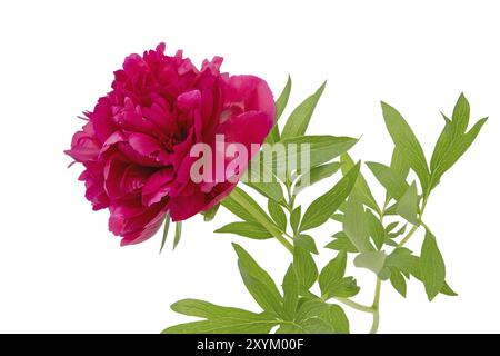 Große rote Pfingstrose mit weißen Blättern Stockfoto