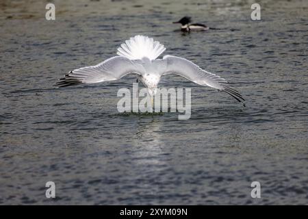 Die Heringsmull (Larus argentatus) greift Beute an Stockfoto