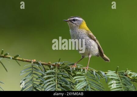 Goldcrest, Regulus Ignicapillus, Lude, Berggebiet, Lude, Steiermark, Slowenien, Europa Stockfoto