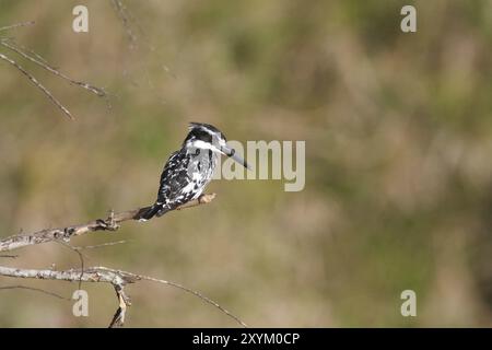 Grauer eisvogel, der auf einem Ast sitzt Stockfoto