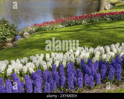 Reihen von lila, weißen und roten Hyazinthen entlang eines Ufers in einem Park mit grünen Wiesen, Amsterdam, Niederlande Stockfoto