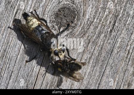 Gelbe Mordfliege oder gelbe Raubfliege mit einer Hummel als Beute. Das Insekt wird vom Jäger ausgesogen. Gelbe schwarze Haare bedecken den Jäger. Makro-sh Stockfoto