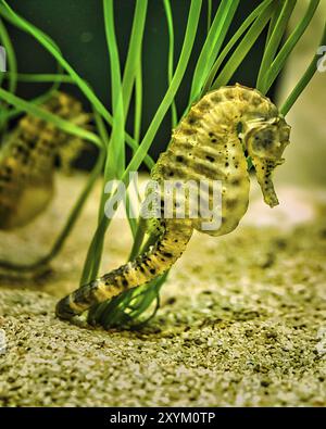 Seepferdchen im Seegras. Kleine Wassertiere aus der Nähe. Interessant zu beobachten. Detailliert und schön Stockfoto