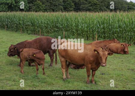 Gruppe brauner Kühe, die auf einer Wiese vor einem Maisfeld stehen und liegen, borken, münsterland, deutschland Stockfoto