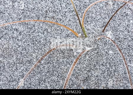 Reimbedecktes Schilf im Eis, Norrbotten, Lappland, Schweden, Oktober 2014, Europa Stockfoto