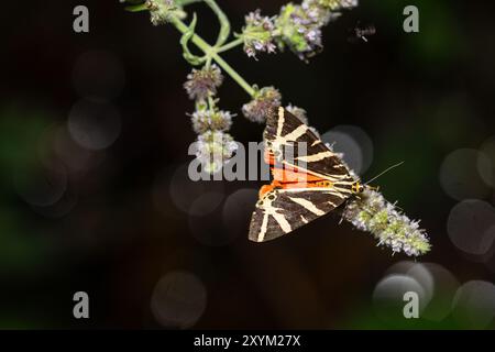 Euplagia quadripunctaria, der Jersey-Tiger, ist eine Tagflieger-Motte der Familie Erebidae. Hoch auf einer Feldblume, Farbe lila. Stockfoto