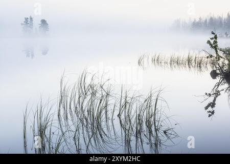 Dawn at a Forest Lake, Norrbotten, Lappland, Schweden, August 2015, Europa Stockfoto