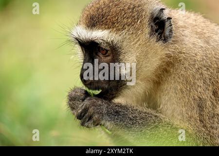 Vervet Monkey Porträt beim Essen in Kenia, Afrika Stockfoto