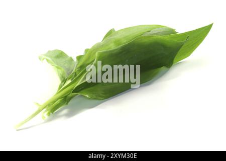 Frische wilde Knoblauchblätter auf weißem Hintergrund Stockfoto