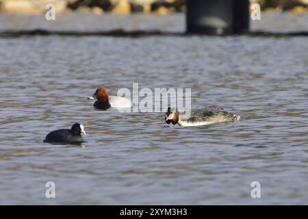 Wasservögel im Frühjahr spring.great Kammmuschel, Huhn und Pochard Stockfoto