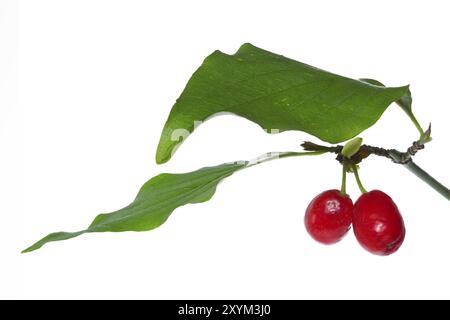 Beeren und Blätter einer Kornelkirsche (Cornus MAS) Stockfoto