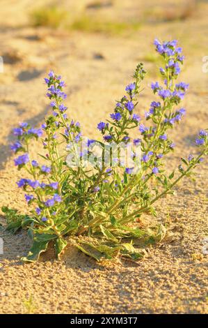 Viper-Bugloss (Echium vulgare), Echium vulgare, Viper-Bugloss, syn. Blauviper-Bugloss, Stolzer Heinrich, Viper-Bugloss Stockfoto