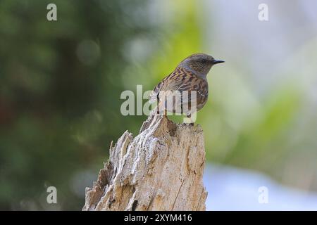 Dunnock (Prunella modularis), Sachsen, Oberlausitz Deutschland, Dunnock in Sachsen Stockfoto