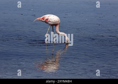 Flamingos in der Laguna Chaxa in Chile Stockfoto