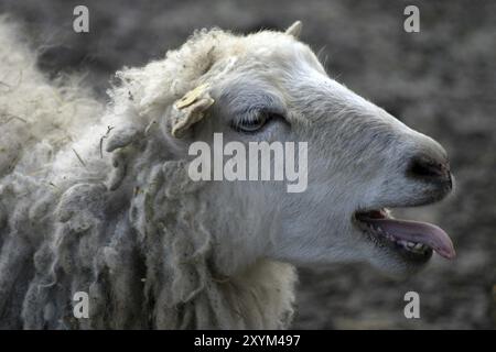 Schaf mit Zunge Stockfoto