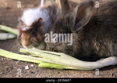 Meerschweinchen und Kaninchen essen friedlich zusammen Stockfoto