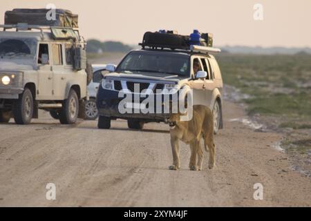 Löwin auf der Straße Stockfoto