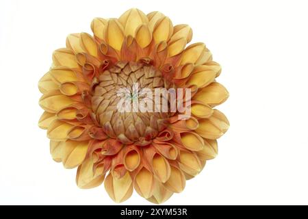 Dahlia in Blüte mit großer Schärfentiefe Stockfoto