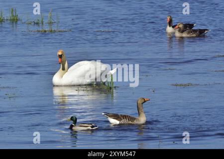 Stummer Schwan und Graugans während der Paarungszeit Stockfoto